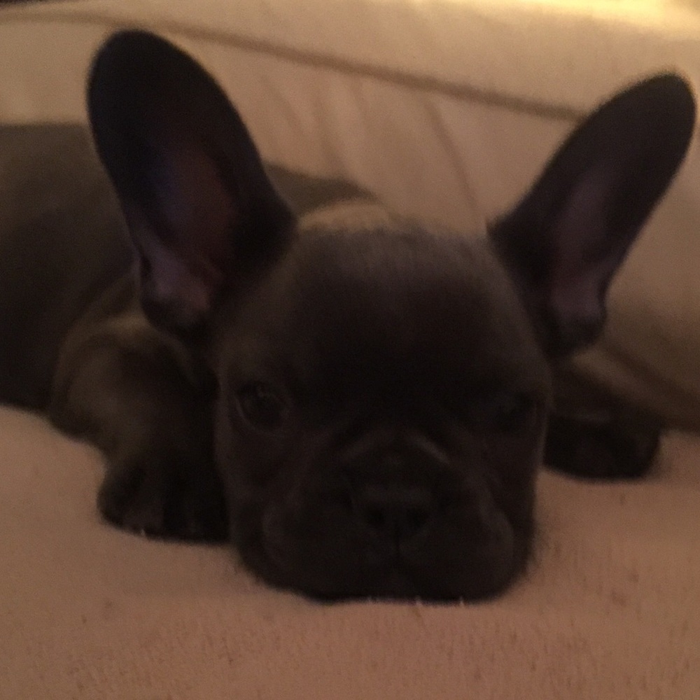 Meet your Posher, Shelby